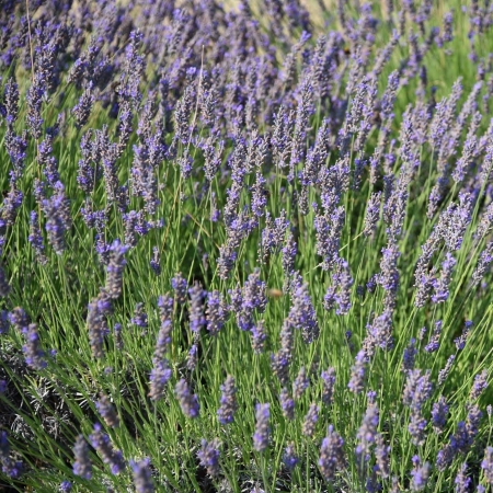 Campo di lavanda presso l’Istituto Agrario "L. Spallanzani" di Montombraro di Zocca (Fonte Fabrizio Dell’Aquila)