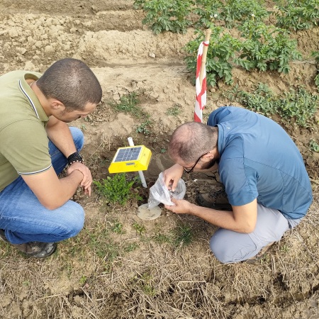 Verifica sul campo delle catture effettuate con trappole a feromoni, utilizzate per monitorare la presenza degli adulti di elateride (Fonte Riccardo Rocchi - Agripat)