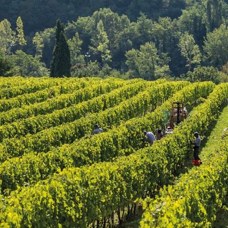 Lavorazioni in vigneto (Fonte Fabrizio Dell’Aquila)