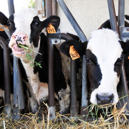 Vitelli di razza Frisona con mantello a chiazze bianche e nere all’interno di un box di stalla mentre mangiano foraggio (Fonte Fabrizio Dell’Aquila)