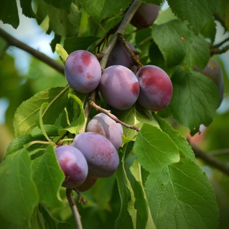 Ramo di susino con diversi frutti violacei circondati da foglie verdi (Fonte congerdesign da Pixabay)