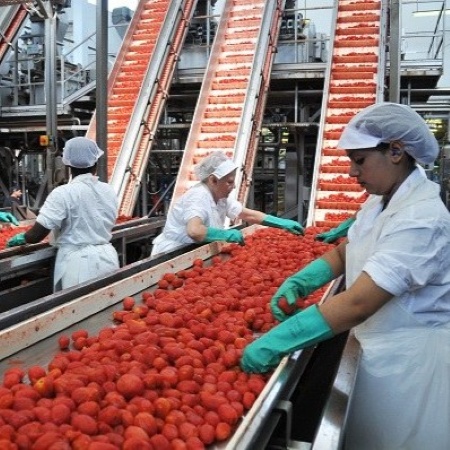 Linea di lavorazione in uno stabilimento di trasformazione del pomodoro: nastri trasportatori e operatori che selezionano e smistano i frutti (Fonte RER)