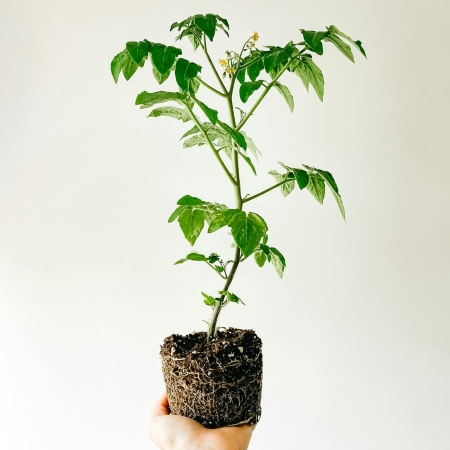 Una mano regge una giovane pianta di pomodoro con pane di terra e radici visibili (Fonte Tiia Pakk da Pexels)