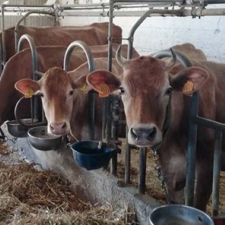 Due bovine di razza Reggiana, nota come Vacche Rosse per il mantello rosso uniforme, riprese in stabulazione all’interno di una stalla (Fonte CRPA)