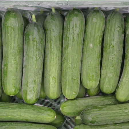 Primo piano di una cassetta con cetrioli freschi selezionati e allineati (Fonte David Will da Pixabay)