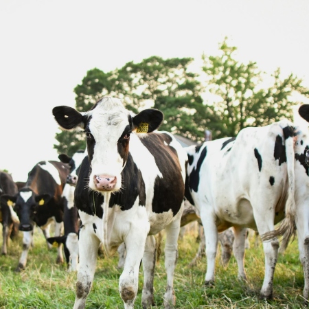 Gruppo di bovini dal mantello pezzato bianco‑nero al pascolo in un prato (Fonte Julissa Pires da Pexels)