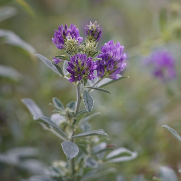 Primo piano di infiorescenze viola di erba medica (Fonte beauty_of_nature da Pixabay)