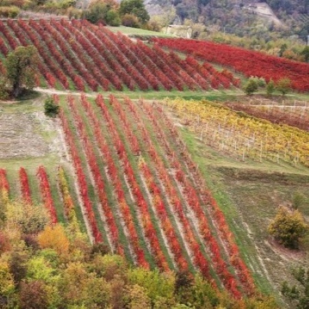 Vista dall’alto di un vigneto di Lambrusco con filari dai colori rossi autunnali (Fonte Fabrizio Dell’Aquila)