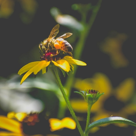 Primo piano di un’ape su un fiore giallo mentre raccoglie polline (Fonte Chris F da Pexels)