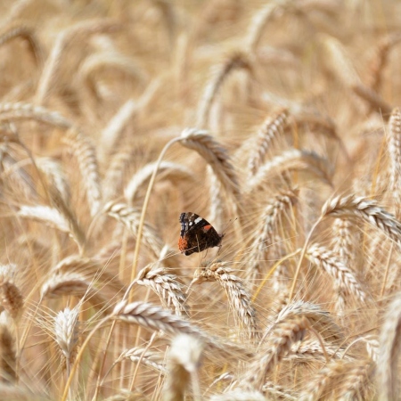 Primo piano di una farfalla posata su spighe mature di grano in un campo dorato (Fonte Christian Reinke da Pexels)