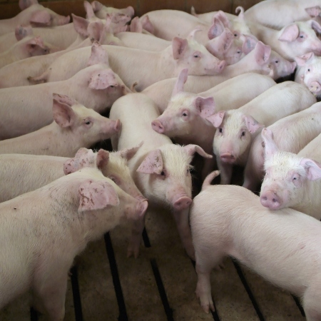 Gruppo di suinetti in un ambiente di allevamento (Fonte Massimo Fornaciari)