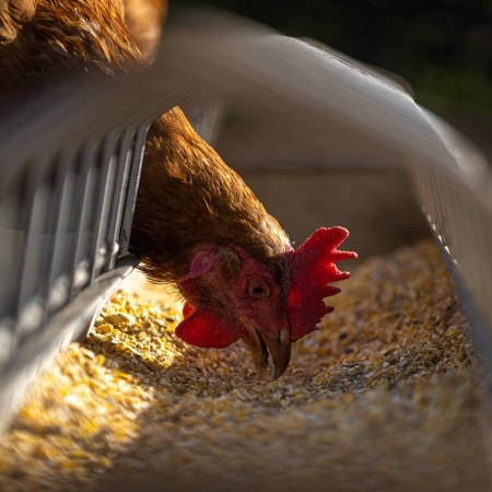 Gallina che si alimenta da una mangiatoia, tra granella di mais e cereali (Fonte Andreas Göllner da Pixabay)