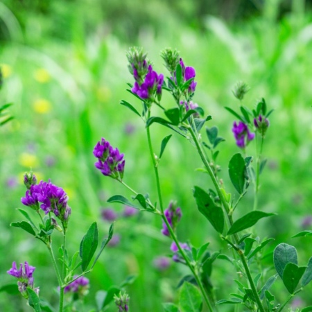 Primo piano di piante di erba medica con fiori viola in un campo verde (Fonte Zulfugar Karimov da Unsplash)