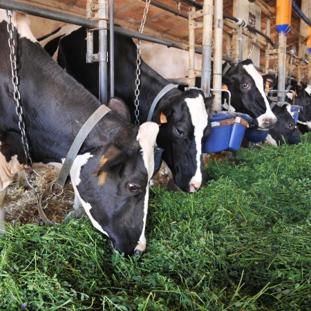 Un gruppo di bovini da latte dal mantello pezzato bianco e nero, allineato alla mangiatoia in una stalla, consuma foraggio distribuito sul bordo (Fonte Fabrizio Dell’Aquila)