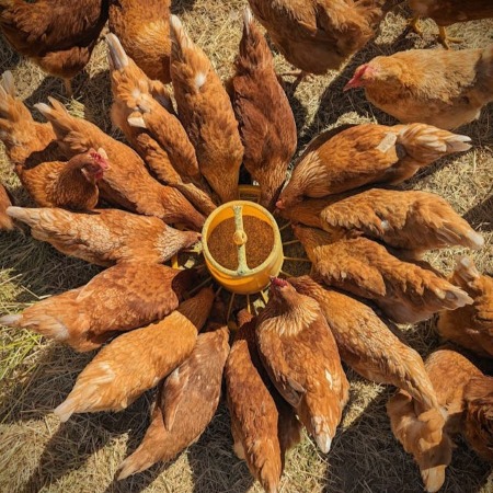 Vista dall’alto di galline disposte a raggiera mentre mangiano da una mangiatoia circolare (Fonte Ginny Hotchkiss da Pexels)