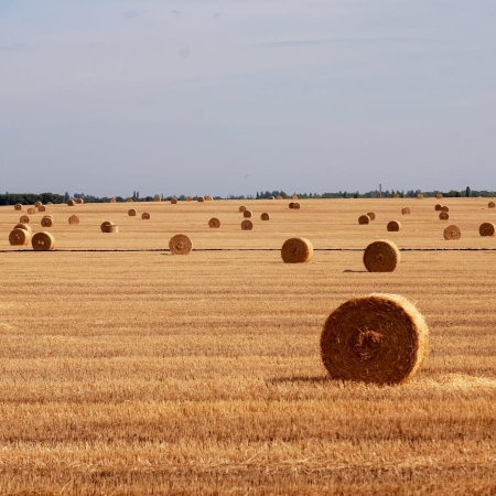Campo di grano dopo la trebbiatura con numerose balle di paglia cilindriche su stoppie dorate
(Fonte Viktor Kondratiuk da Pexels)
