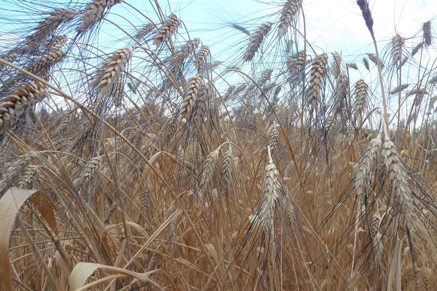 Bio2 - Varietà di frumento duro storico - Fonte Sito GO Open Fields