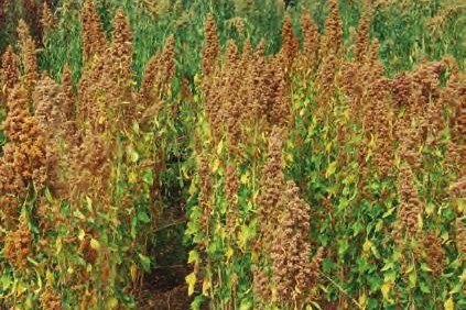 Quinoa in fioritura - Fonte Pubblicazione GOI RER