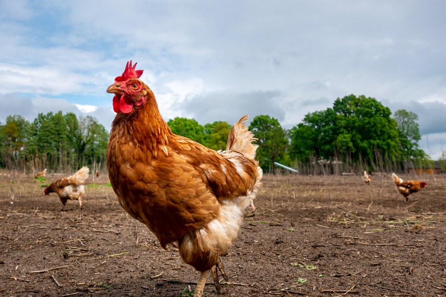 GestAliPollo - Allevamento di polli - Foto di DerSilent da Pixabay
