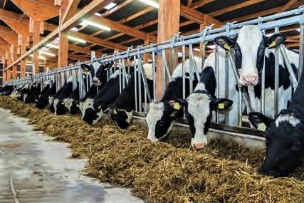 iFarmPROOF - Allevamento bovine da latte - Fonte Archivio DG Agricoltura