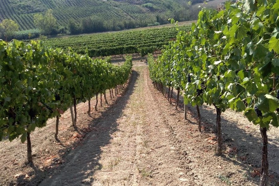 In.Pro.Wine - Vigneto Sangiovese - Fonte Gruppo Cevico-CRPV
