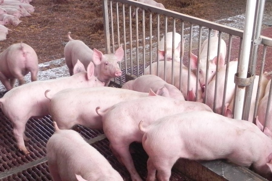 Pork Monitor - Allevamento suini - Fonte sito GO CRPA