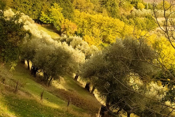 Terre dell'olivo - Olivo colli romagnoli - Fonte Sito Partner GO CNR