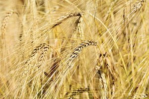 Campo di grano - Foto di Capri23auto da Pixabay