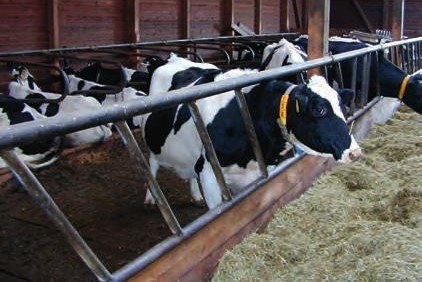 InForma - Allevamento bovini da latte - Pubblicazione GOI Archivio Agricoltura