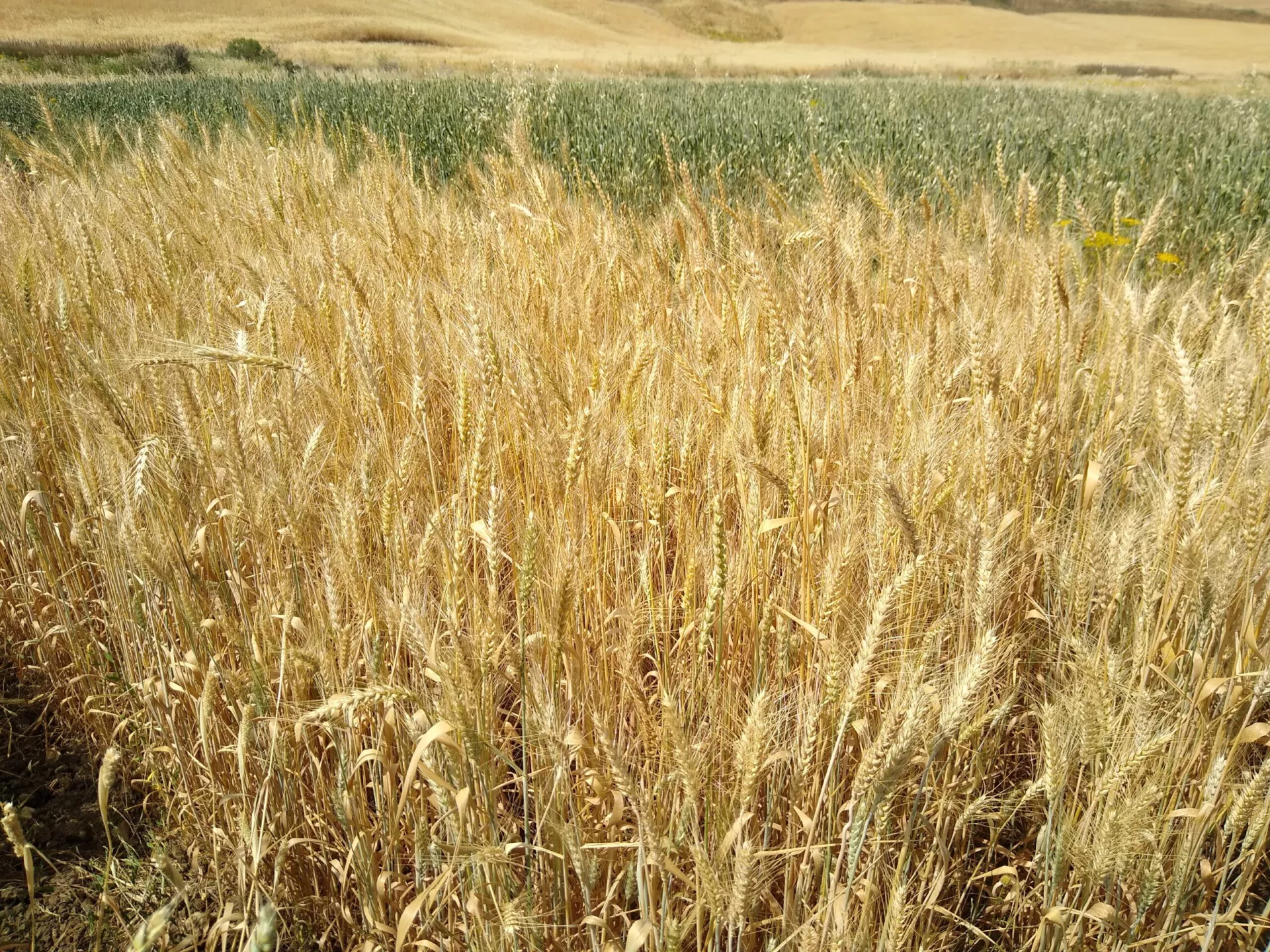 Foto: coltivazione di grano duro
Fonte: Rete Semi Rurali