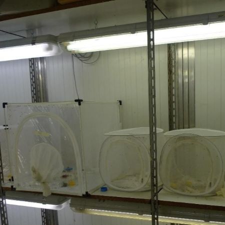 Teche di allevamento di P. casei - Fonte R. Girodo - Università di Bologna