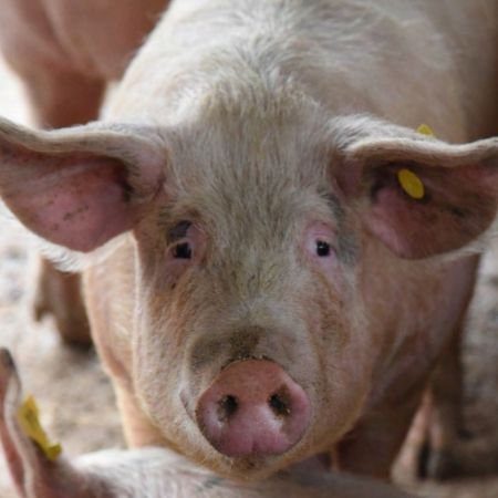 Suinetto allevato (Fonte Fabrizio Dell'Aquila)