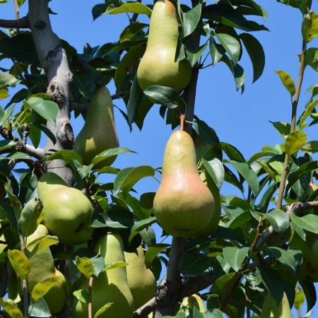 Rami di pero con frutti verde‑gialli di diversa pezzatura tra foglie lucide (Fonte RiNova)