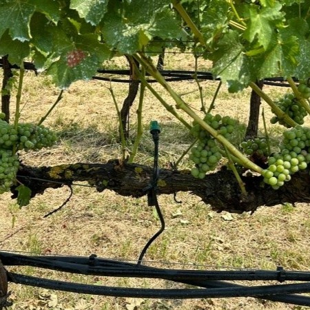 Vite di Sauvignon blanc con grappoli verdi e microirrigatore posizionato sotto chioma per la climatizzazione dei grappoli (Foto UCSC)