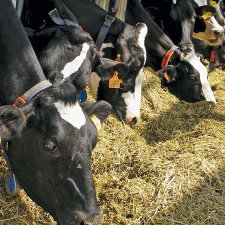 Un gruppo di bovini da latte dal mantello pezzato bianco e nero, allineato alla mangiatoia in una stalla, consuma foraggio distribuito sul bordo (Fonte CRPA)