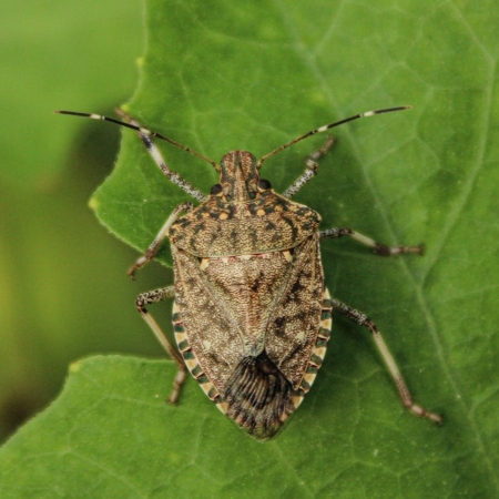 Un esemplare di cimice asiatica ripreso dall’alto con il tipico corpo scudato marrone con pattern puntiformi (Foto di Vansh Sharma da Pexels)