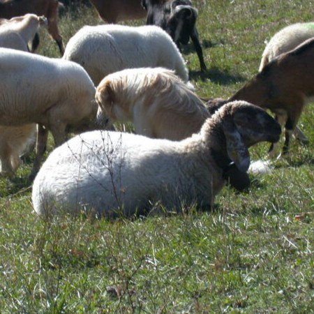 Pecora della razza Cornigliese al pascolo in un prato soleggiato (Fonte Azienda Agraria Sperimentale Stuard)