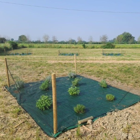 Parchetto recintato per pollame arricchito con piccoli cespugli di essenze vegetali, per offrire riparo e favorire il razzolamento degli animali (Fonte Federbio Servizi Srl)