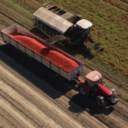 Vista dall’alto di un campo di pomodoro durante la raccolta meccanizzata, con la macchina raccoglitrice che lavora sulle file e riversa i frutti in un grande rimorchio trainato da un trattore (Fonte OI Pomodoro Nord Italia)