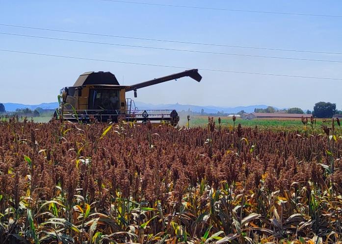 Foto: confronto tra performance produttive di sorgo, miglio e mais, coltivati con un protocollo a ridotto impatto ambientale (“Low-Input”) e uno ad alto impatto (“High-Input”). (R.V. Venturoli)