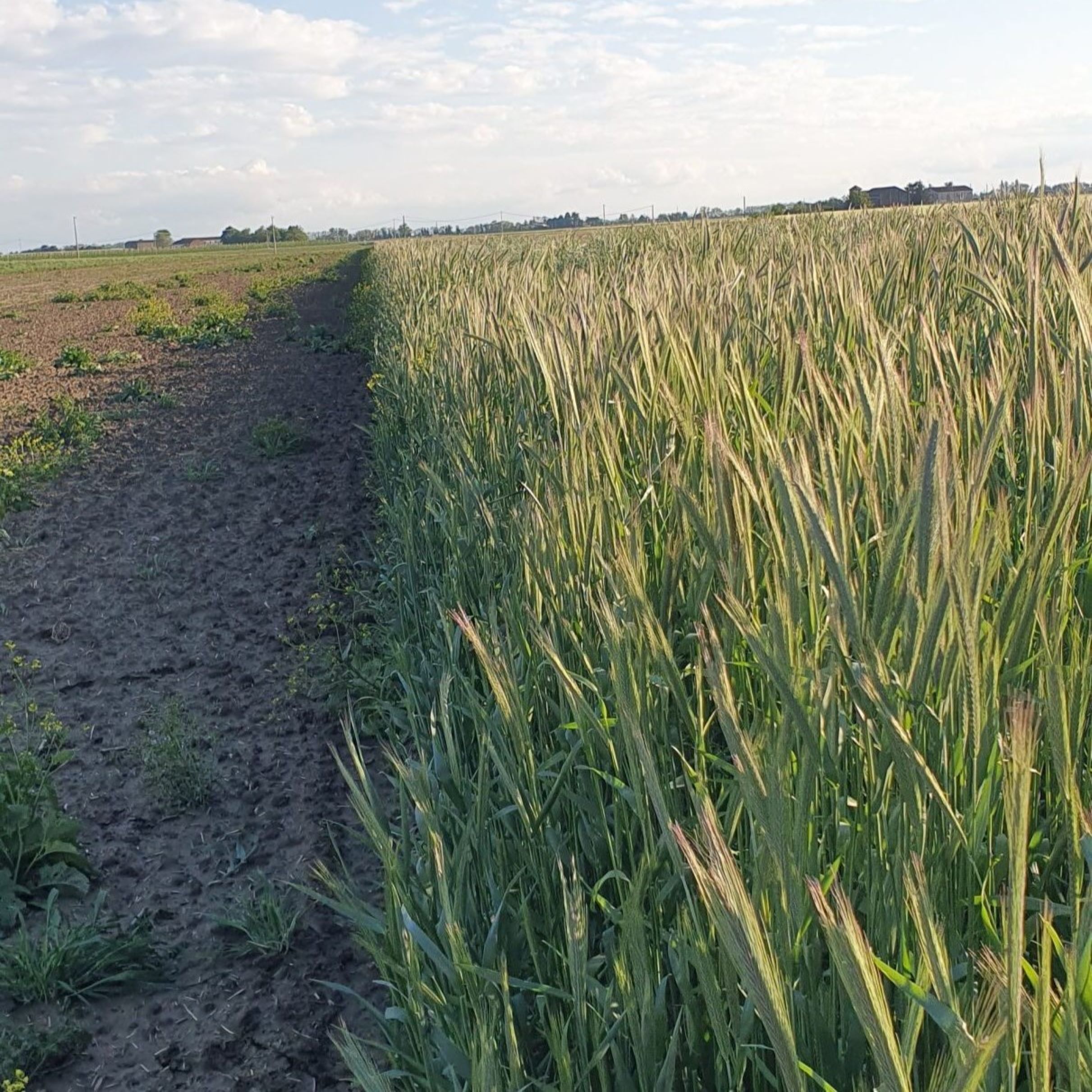 Foto: Parcelloni sperimentali a confronto: terreno nudo, a sinistra, e con cover crops di segale, a destra