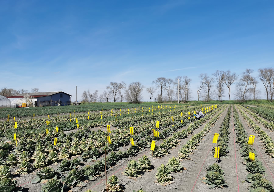 Foto: strategia agroecologica di difesa contro i principali fitofagi del cavolo da seme, basata sull’uso di piante trappola e trappole cromotropiche gialle. (CAA)