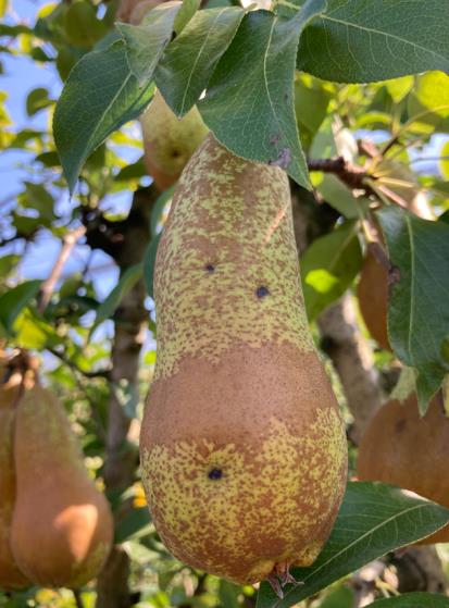 Foto Agri 2000 Net: danni derivanti dalla cimice asiatica (Halyomorpha Halys) sul frutto del pero