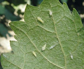 Foto Astra Innovazione e Sviluppo: forme giovanili di Scaphoideus titanus, vettore della 
flavescenza dorata