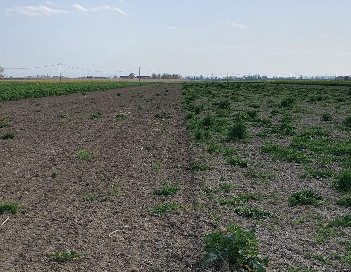 Foto Ri.Nova: confronto della presenza di infestanti in terreno con lavorazione limitata: a sinistra, con applicazione di glifosato, e a destra, senza applicazione di glifosato