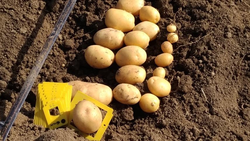 Foto Astra, Innovazione e Sviluppo: calibratura dei tuberi di patata 