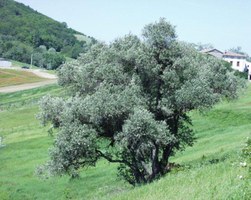 Antico olivo isolato colline parmensi BiOS - Fonte Allegati SIAG