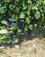Grappoli di vitigno Veruccese SalVaReBioVitER - Fonte relazione tecnica