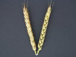Spighe della varieta di grano antico Gentil Rosso Sgranava - Fonte relazione tecnica SIAG