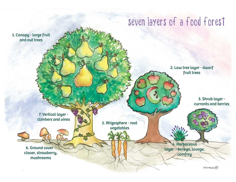 Logo food forest Fonte Sito GO CRPV